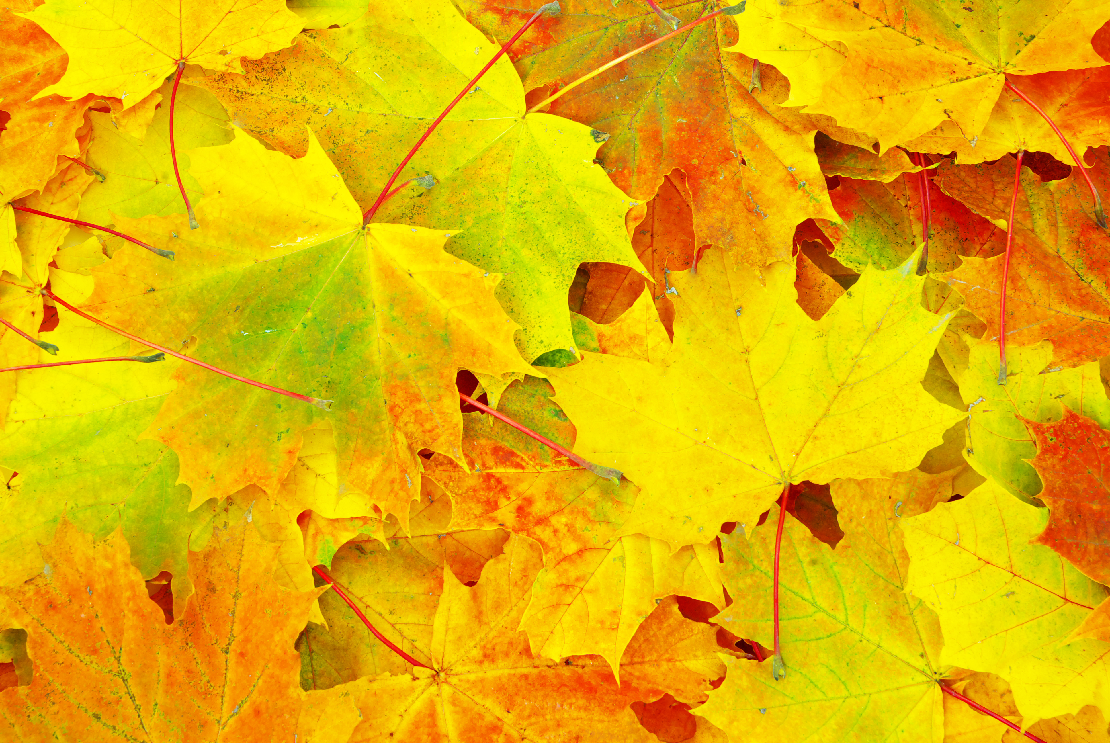 Mp2067340 Leaf Background