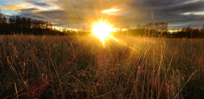 21034821 Sunset Over The Field